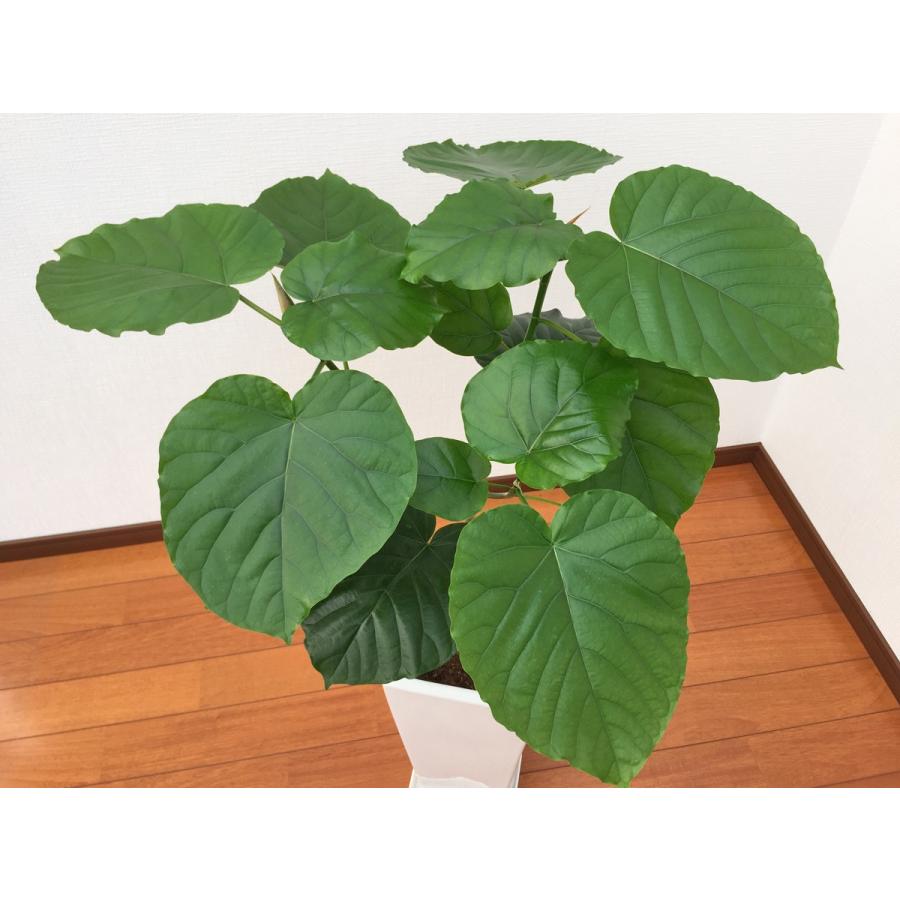 22円 84 以上節約 観葉植物 フィカス ウンベラータ7号角高陶器鉢 白黒 インテリア