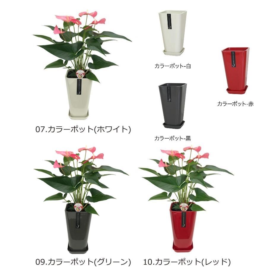 観葉植物 アンスリューム選べる6号鉢・花色ピンク系 人気 観葉植物 アンスリューム選べる6号鉢・花色ピンク系 人気