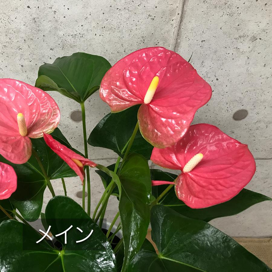 観葉植物 アンスリューム選べる6号鉢・花色ピンク系 人気 観葉植物 アンスリューム選べる6号鉢・花色ピンク系 人気