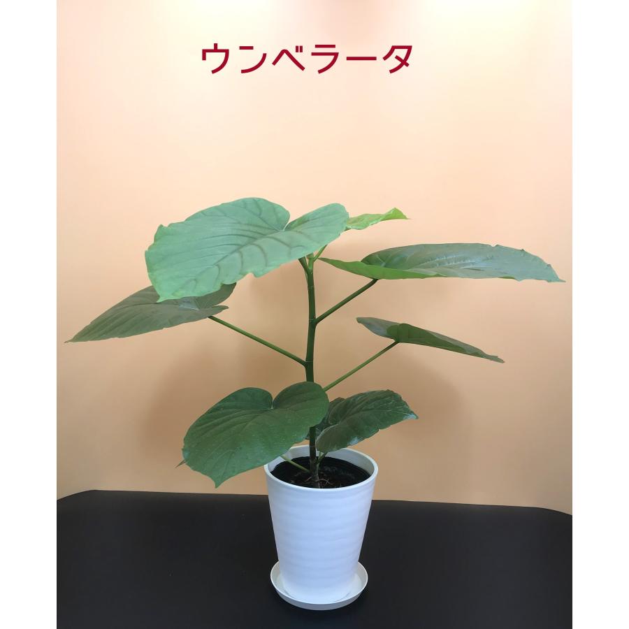 観葉植物選べる5号チャレンジ3点セット 人気 新築祝い : 観葉 観葉植物選べる5号チャレンジ3点セット 人気 新築祝い : 観葉