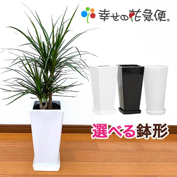 観葉植物 ドラセナ・コンシンネ6号鉢 送料無料 インテリア 人気 : 観葉