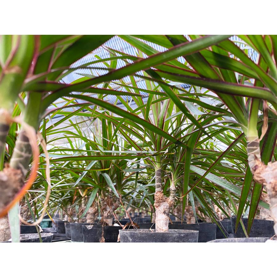 観葉植物 ドラセナ コンシンナ コンシンネ ２種植え ８号鉢 観葉植物 ドラセナ コンシンナ コンシンネ 2種植え 8号鉢