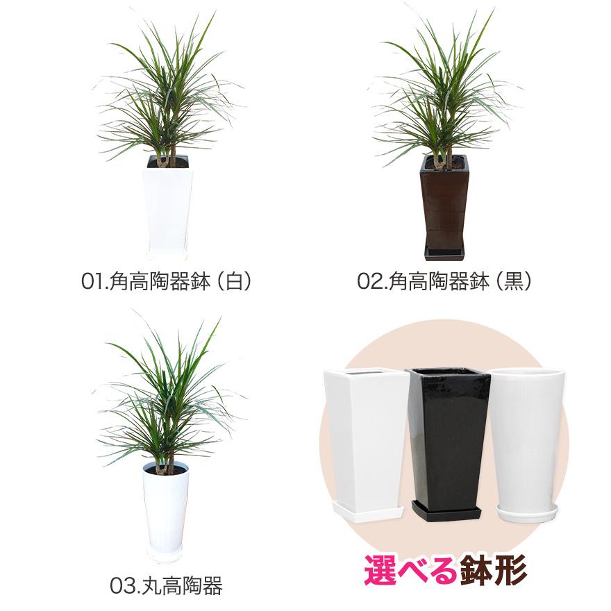 観葉植物 ドラセナ・コンシンネ6号鉢 送料無料 インテリア 人気
