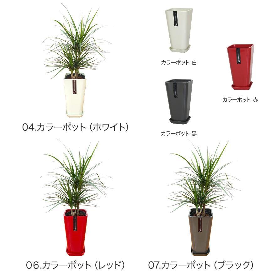 【こだわり樹形】　ドラセナ　コンシンネ　トリカラー　曲がり　陶器鉢　植え込み発送 こだわり樹形】 ドラセナ コンシンネ トリカラー 曲がり 陶器鉢