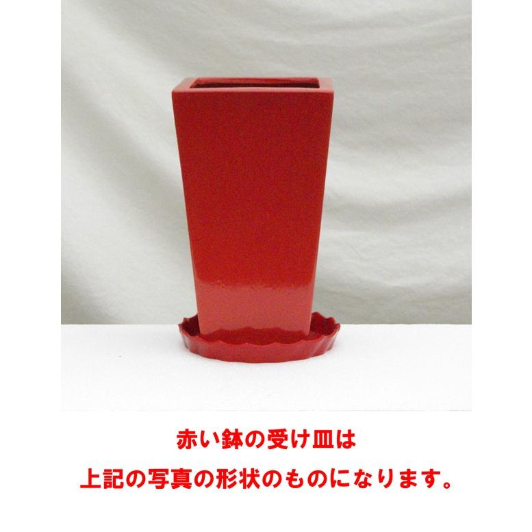 5号角陶器鉢(白赤黒) A-035【用土別売】スクエア 観葉植物 植木鉢｜hanakyubin｜05