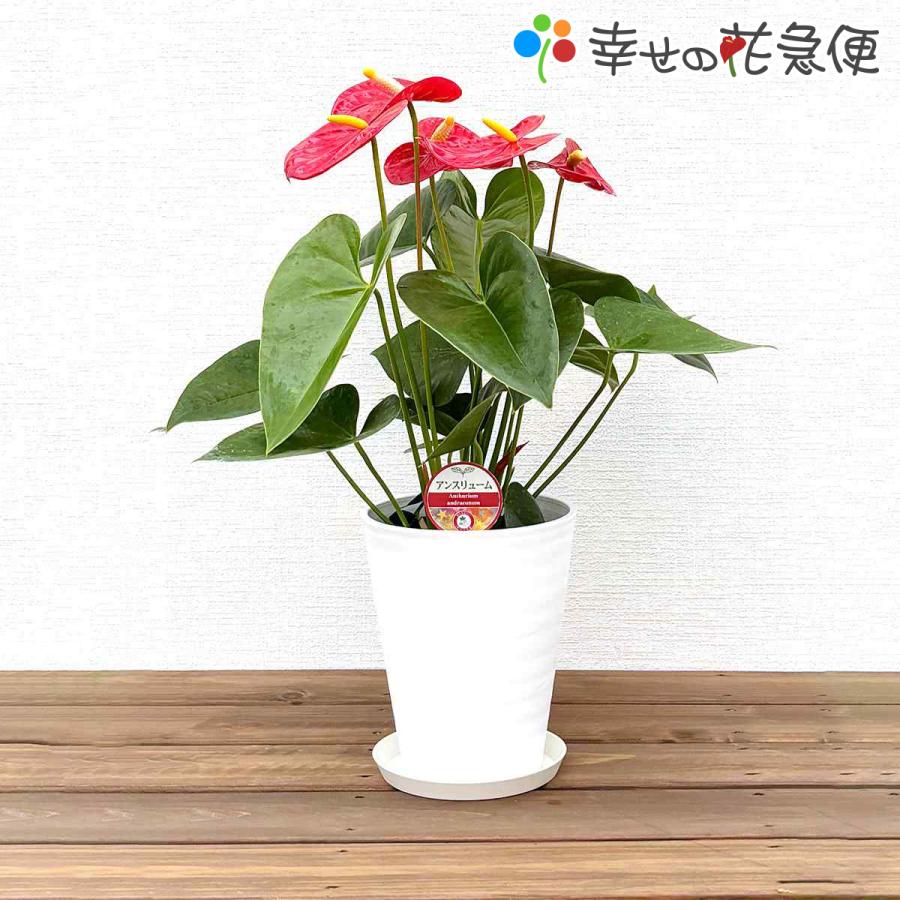 観葉植物 アンスリウム5号プラスチック鉢・選べる花色 人気 誕生日
