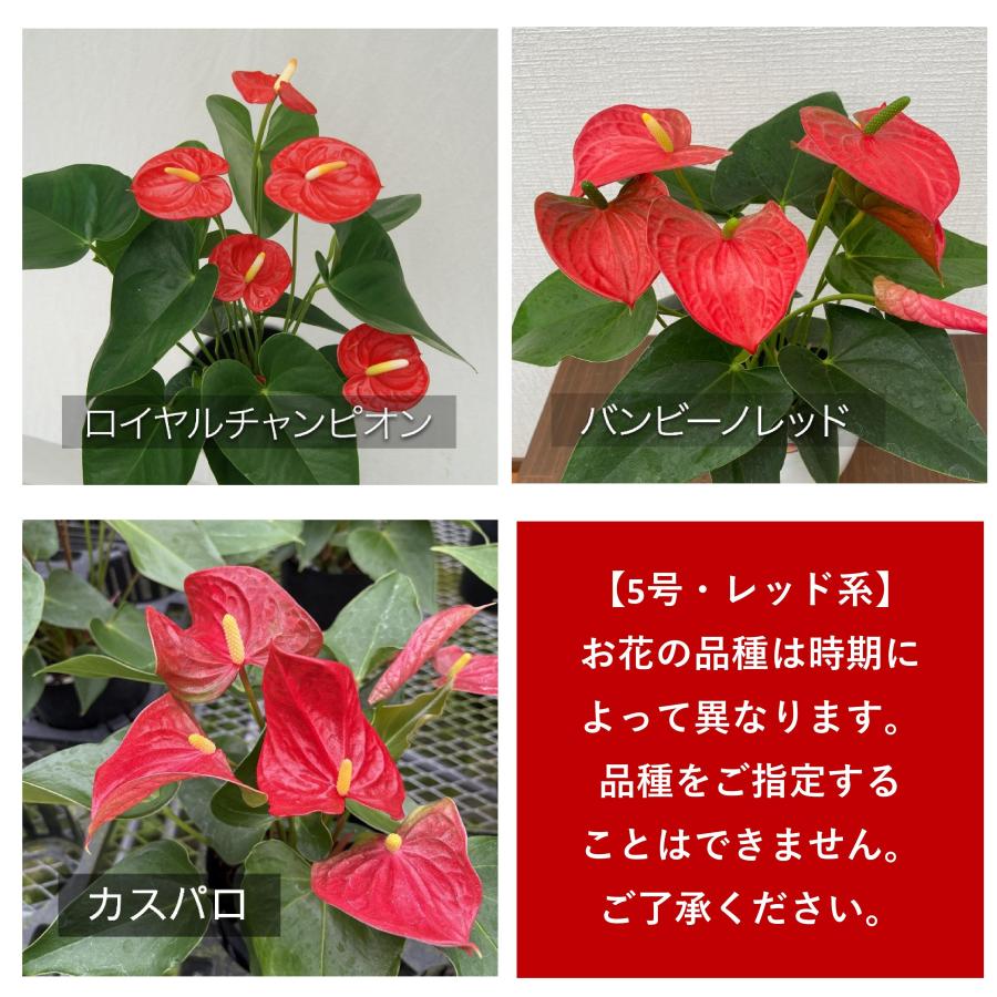 観葉植物 アンスリウム5号プラスチック鉢・選べる花色 人気 誕生日