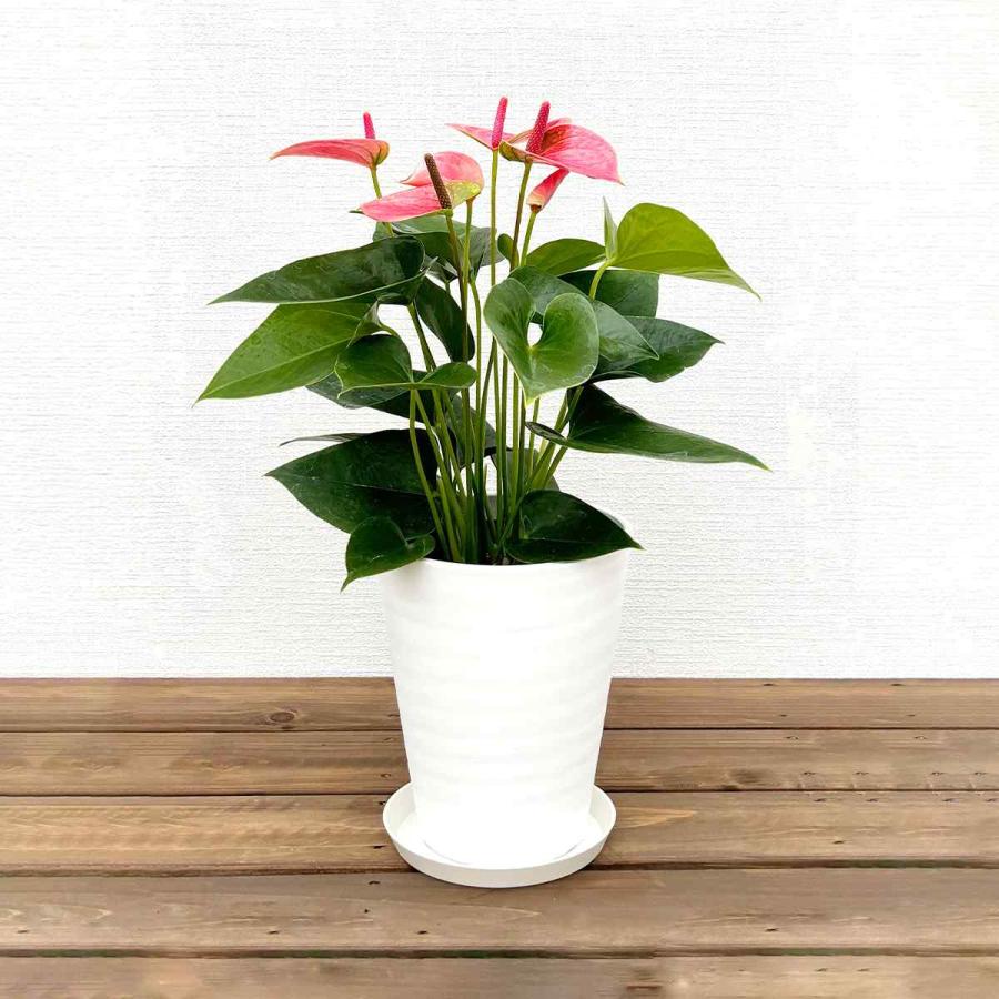 観葉植物 アンスリウム5号プラスチック鉢・選べる花色 人気 誕生日