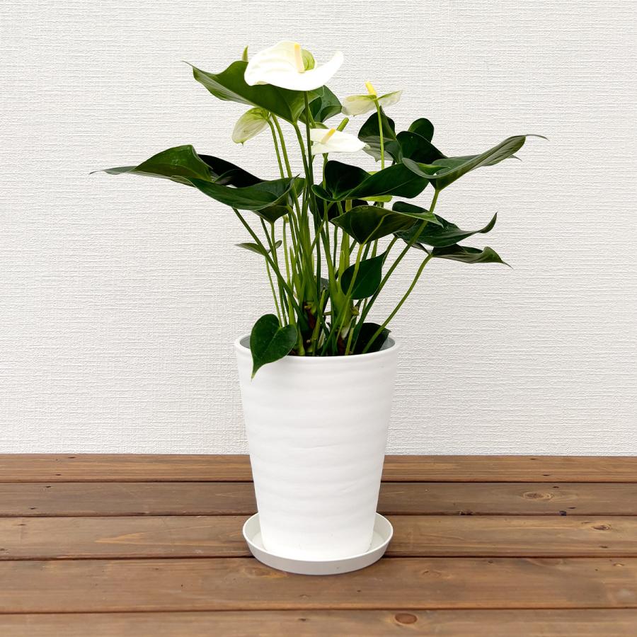 観葉植物 アンスリウム5号プラスチック鉢・選べる花色 人気 誕生日