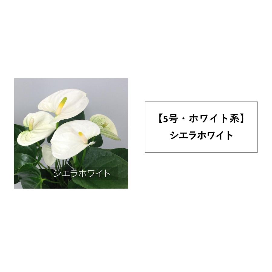 観葉植物 アンスリウム5号プラスチック鉢・選べる花色 人気 誕生日