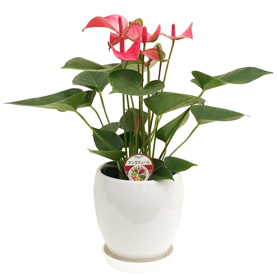 セール】アンスリウム ペンデュリフォリウム No.003 鉢、送料込