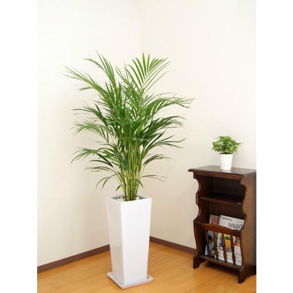 観葉植物 アレカヤシ8号鉢(白) 観葉植物 アレカヤシ 8号角高陶器鉢(白) 新築祝い 人気 : 観葉植物の