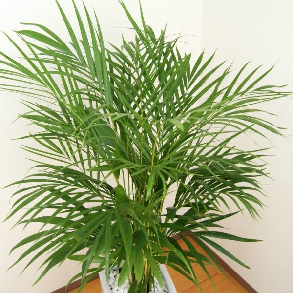 観葉植物 アレカヤシ 8号角高陶器鉢(白) 新築祝い 人気 : 観葉植物の