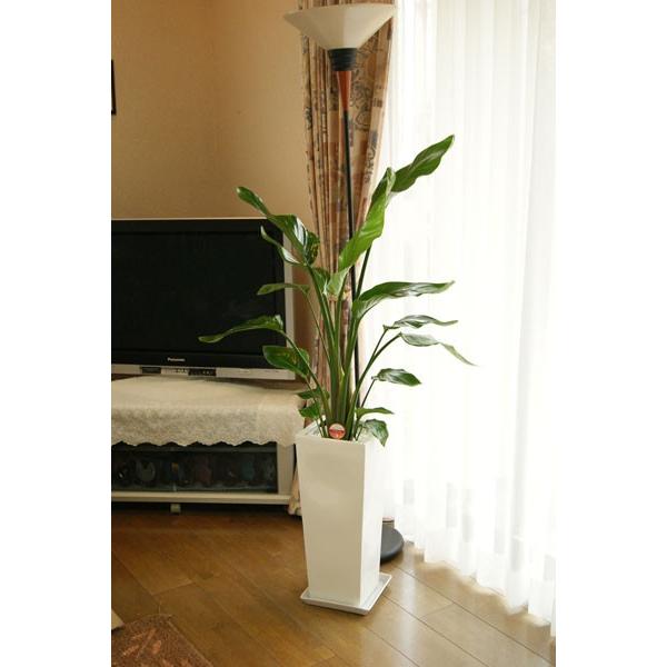 観葉植物 ストレリチア・オーガスタ 8号角高陶器鉢(白黒) 送料無料
