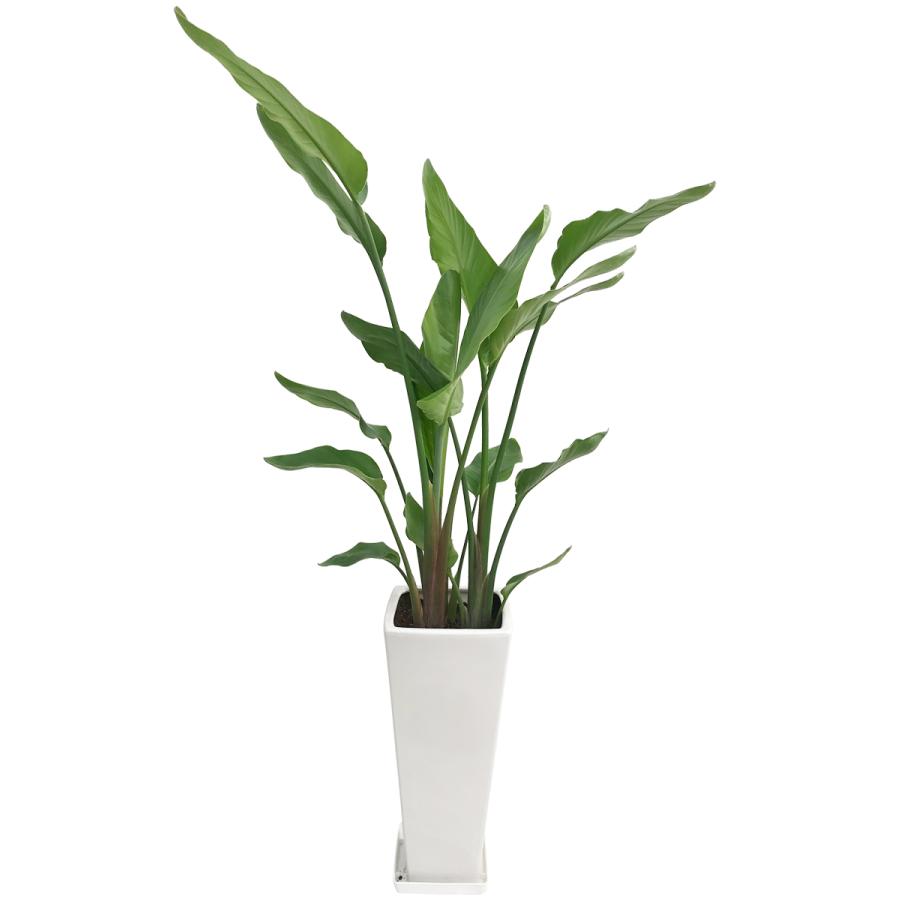 観葉植物 ストレリチア・オーガスタ 8号角高陶器鉢(白黒) 送料無料