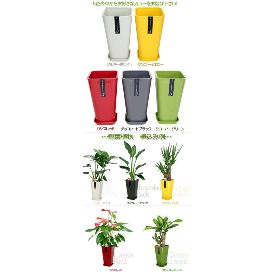 6号カラーポット鉢 白赤黄緑黒 送料無料 観葉植物 植木鉢 植え替え Colorpot6 観葉植物の生産直売 幸せの花急便 通販 Yahoo ショッピング
