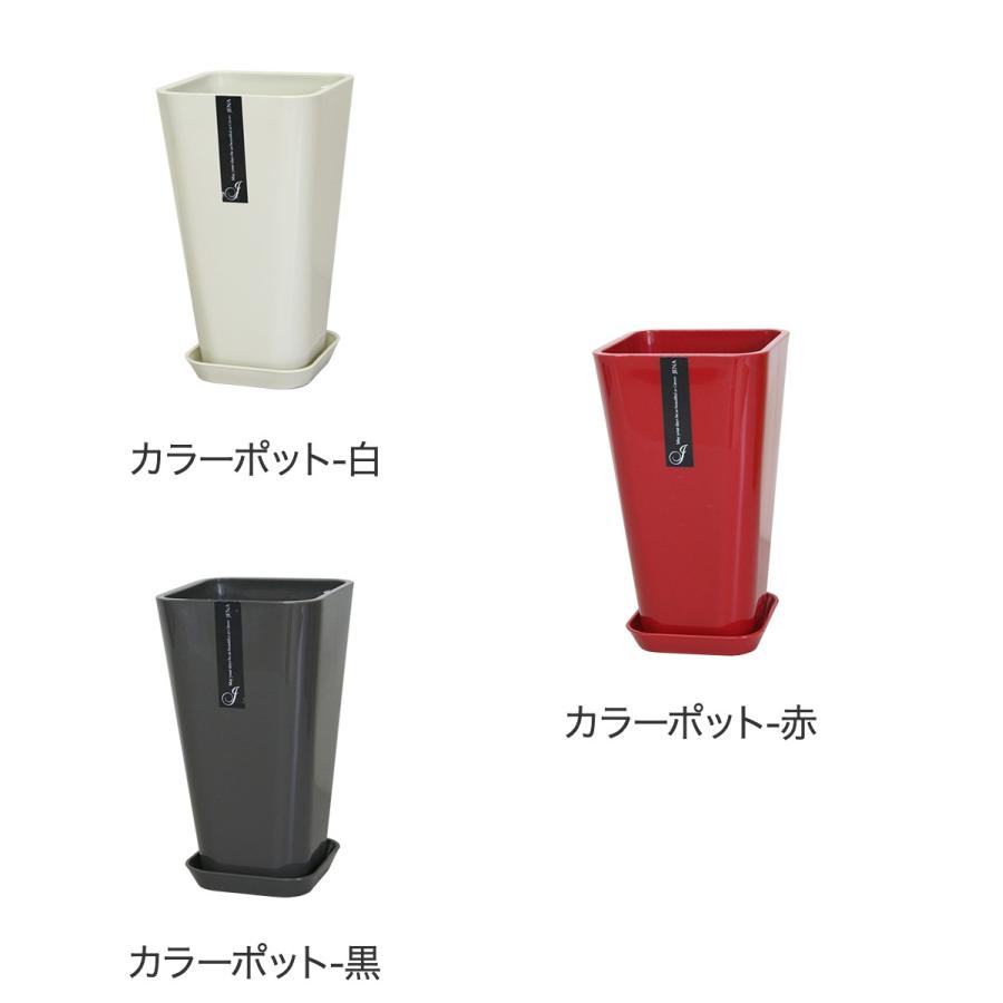 6号カラーポット鉢(白赤黒) 送料無料 観葉植物 植木鉢 植え替え : 観葉