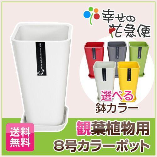 8号カラーポット鉢 白赤黄緑黒 送料無料 観葉植物 植木鉢 植え替え Colorpot8 観葉植物の生産直売 幸せの花急便 通販 Yahoo ショッピング