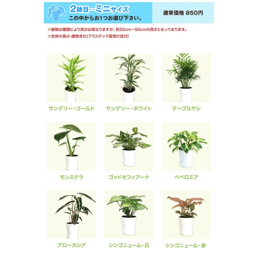選べる観葉植物2点cセット 人気 新築祝い Cset 観葉植物の生産直売 幸せの花急便 通販 Yahoo ショッピング