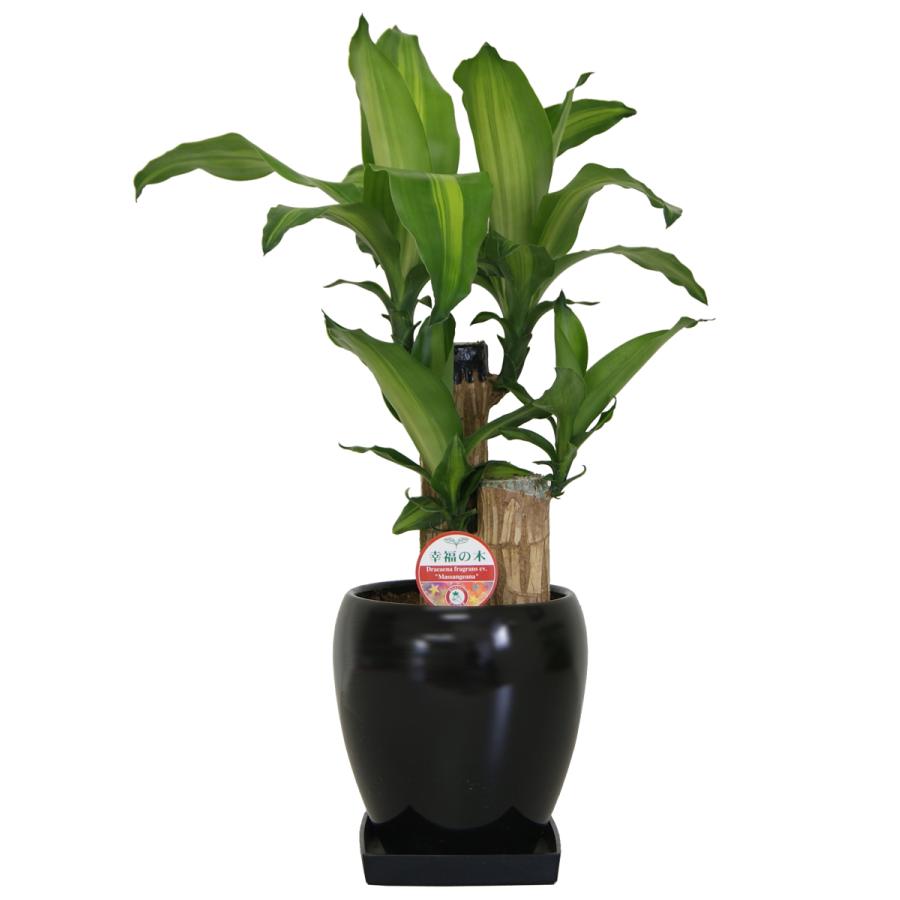 観葉植物 幸福の木(2本植) 5号丸陶器鉢(白赤黒) 高さ約55cm 4月上旬 