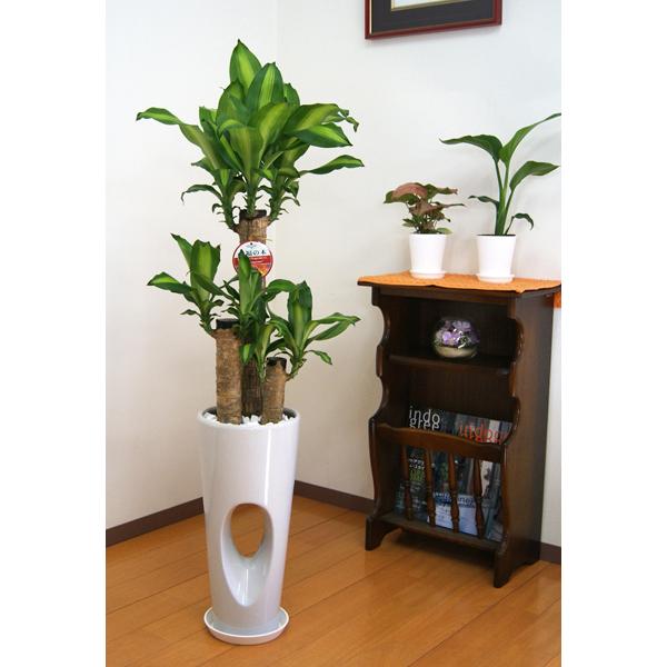 観葉植物 幸福の木7号高穴あき陶器鉢 白 赤 黒 高さ約100cm Massan7ana 観葉植物の生産直売 幸せの花急便 通販 Yahoo ショッピング