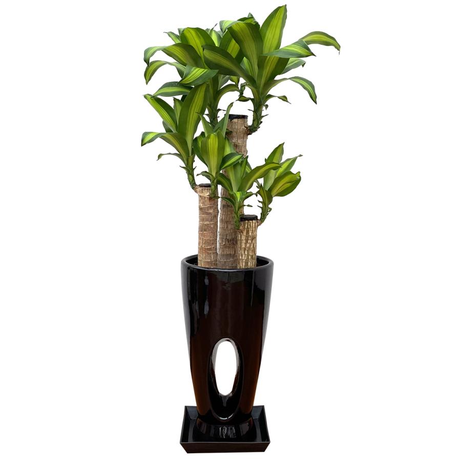 観葉植物 幸福の木7号穴高陶器鉢(白/赤/黒) 高さ約100cm : 観葉植物の