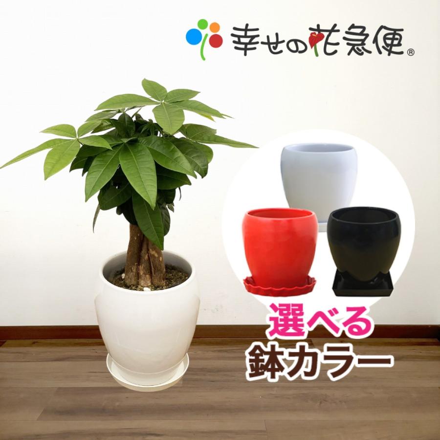 パキラ　陶器鉢ごとお譲りします☆ パキラ 陶器鉢植え スクエアホワイト(1鉢) 受皿付 セラミス 鉢植え