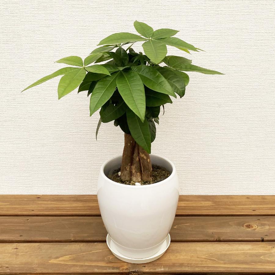 観葉植物 パキラ5号丸陶器鉢 開店祝い 新築祝い : 観葉植物の生産直売