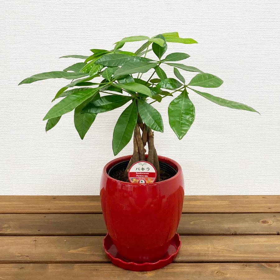 観葉植物 パキラ5号丸陶器鉢 開店祝い 新築祝い : 観葉植物の生産直売