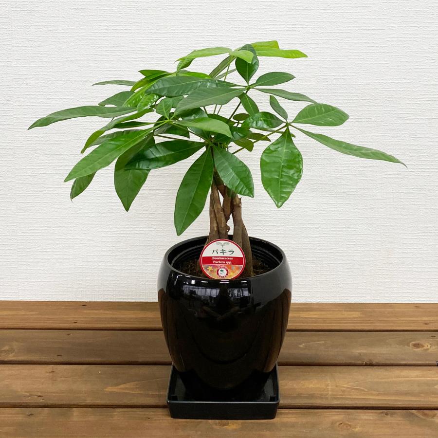 観葉植物 パキラ5号丸陶器鉢 開店祝い 新築祝い : 観葉植物の生産直売