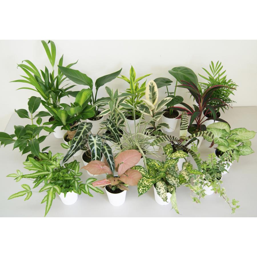 観葉植物 パキラ6号プラスチック鉢 開店祝い 新築祝い : 観葉植物の