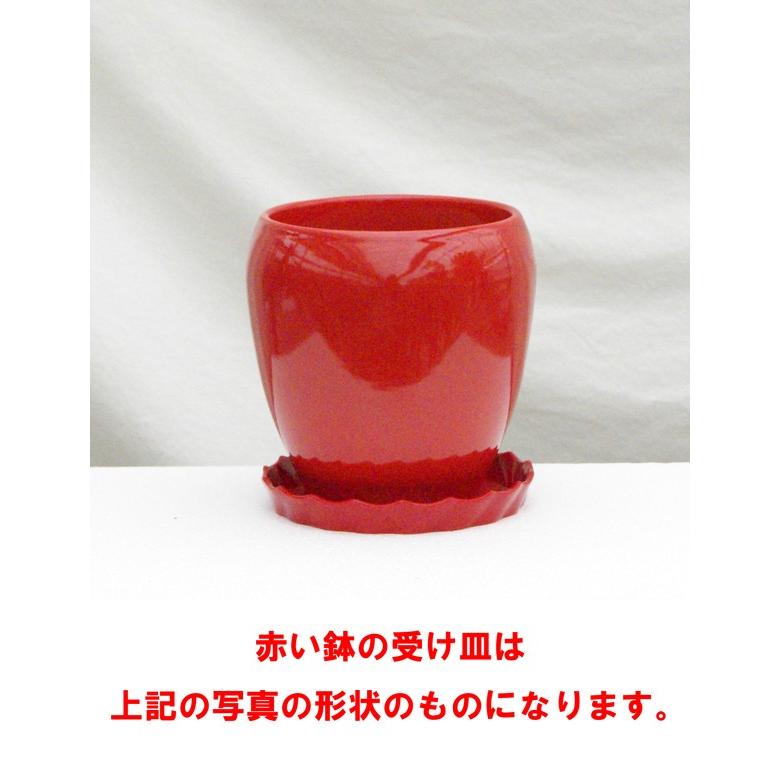 5号陶器鉢 白赤黒 Sx 091 送料無料 観葉植物 植木鉢 植え替え Sx091 観葉植物の生産直売 幸せの花急便 通販 Yahoo ショッピング