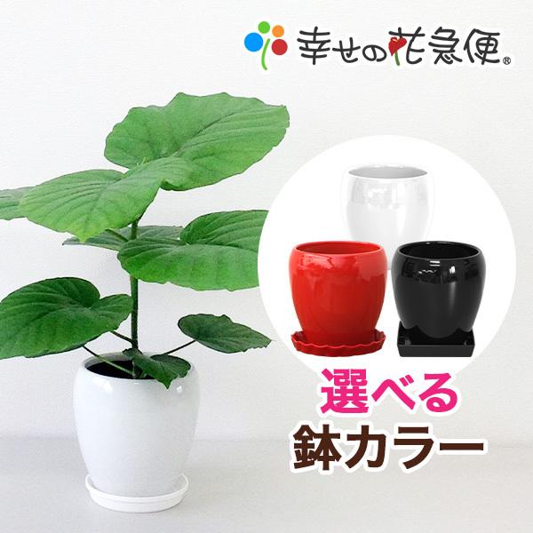 観葉植物 フィカス・ウンベラータ5号丸陶器鉢 インテリア : 観葉植物の