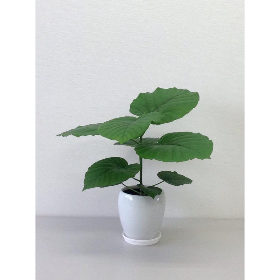 観葉植物 フィカス・ウンベラータ5号丸陶器鉢 インテリア : 観葉植物の