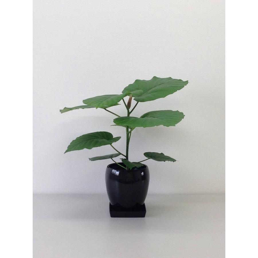 フィカス ウンベラータ 特別仕立て 陶器鉢 5号 calm cafe 観葉植物 フィカス・ウンベラータ5号丸陶器鉢 インテリア : 観葉植物の