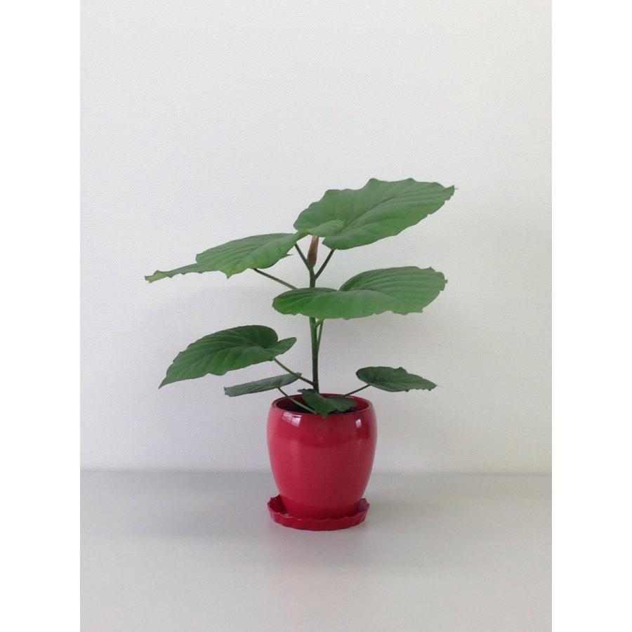 フィカスウンベラータ　陶器鉢 楽天市場】【観葉植物】フィカス「ウンベラータ」 曲付・陶器鉢仕立