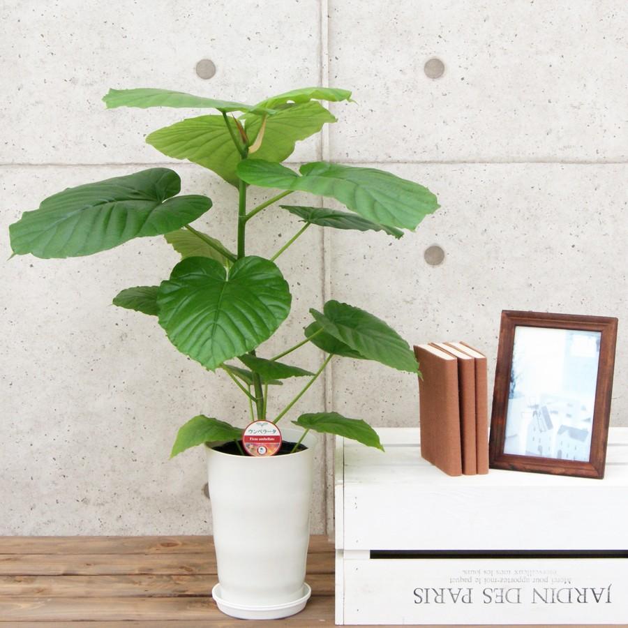 観葉植物 フィカス・ウンベラータ6号プラスチック鉢 インテリア