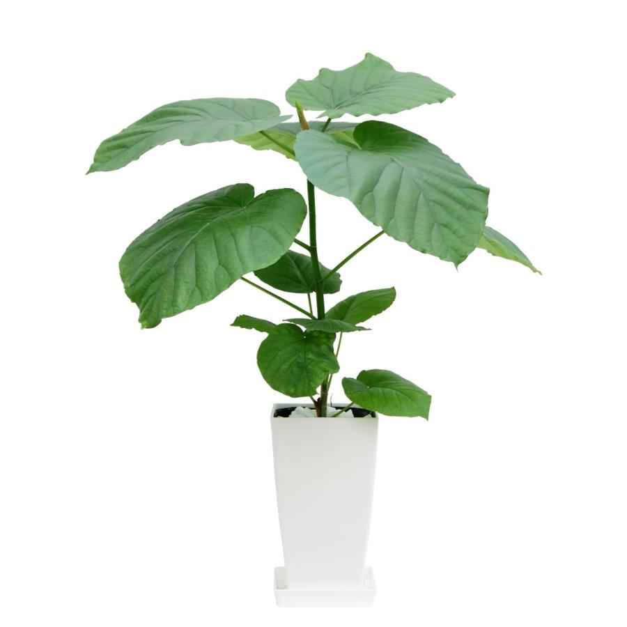 観葉植物　ウンベラータ 観葉植物 フィカス・ウンベラータ6号プラスチック鉢 インテリア : 観葉