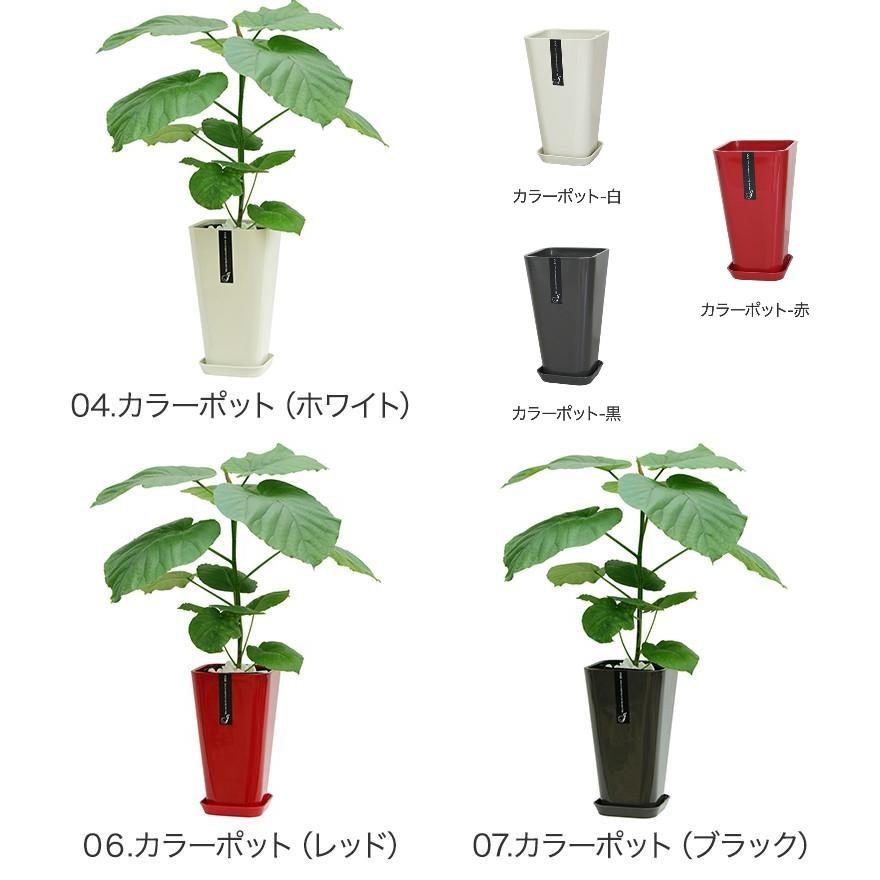 観葉植物 フィカス・ウンベラータ6号鉢  インテリア｜hanakyubin｜04