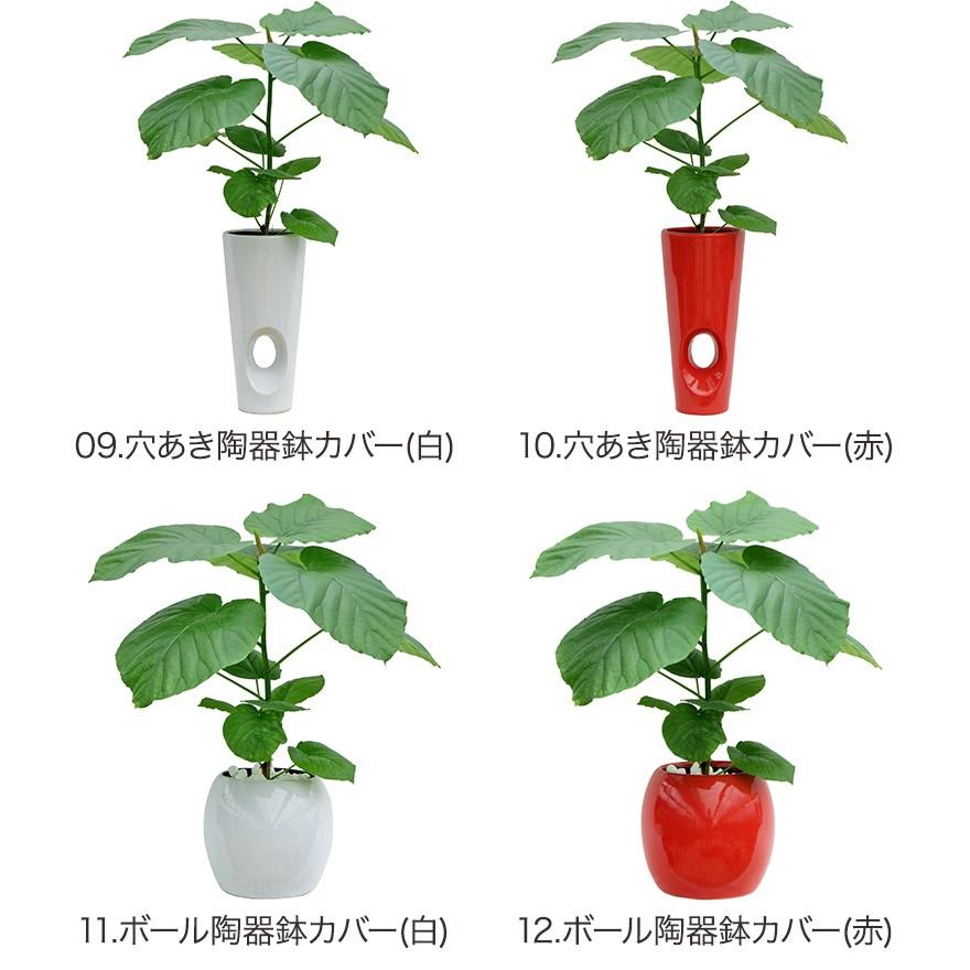 観葉植物 フィカス ウンベラータ6号鉢 インテリア Umbe 6 Tt 観葉植物の生産直売 幸せの花急便 通販 Yahoo ショッピング