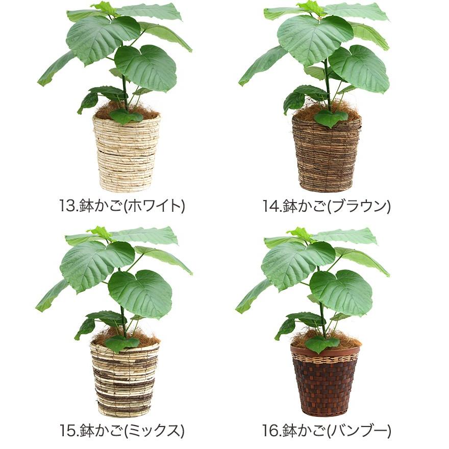フィッカス・ウンベラータ　テーブルサイズ　インテリアポット入り　T20 フィカス・ウンベラータ Table-M | 観葉植物の通販 AND PLANTS