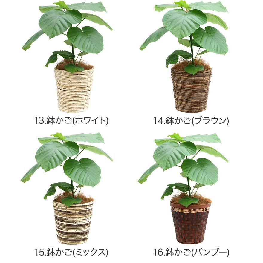 観葉植物 フィカス ウンベラータ6号鉢 インテリア Umbe 6 Tt 観葉植物の生産直売 幸せの花急便 通販 Yahoo ショッピング