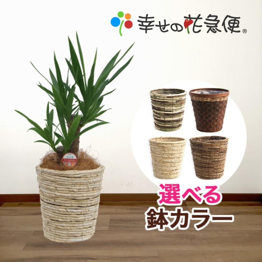 観葉植物 ユッカ(青年の木)6号（鉢かご付き） 新築祝い お返し 