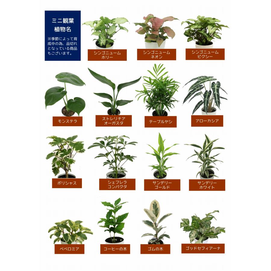 観葉 植物 一覧 写真