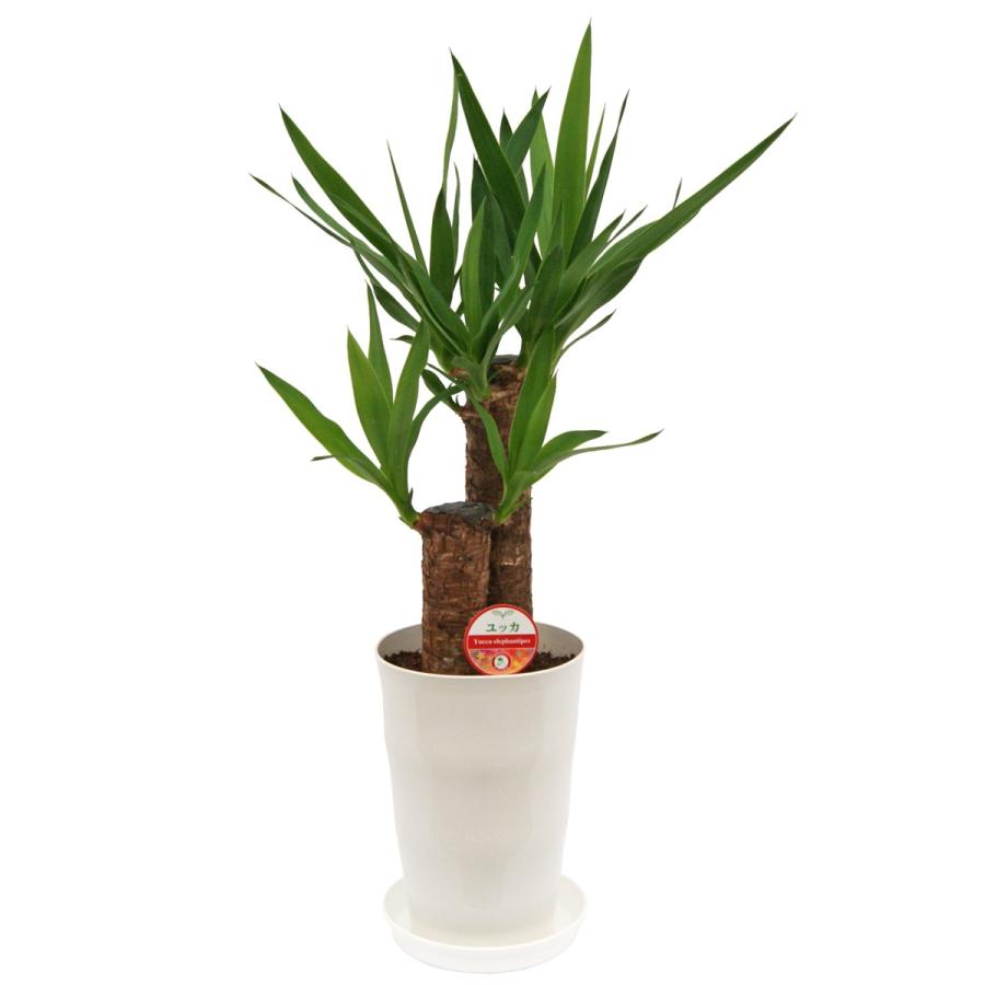観葉植物 ユッカ(青年の木)6号プラスチック鉢 インテリア 人気 誕生日