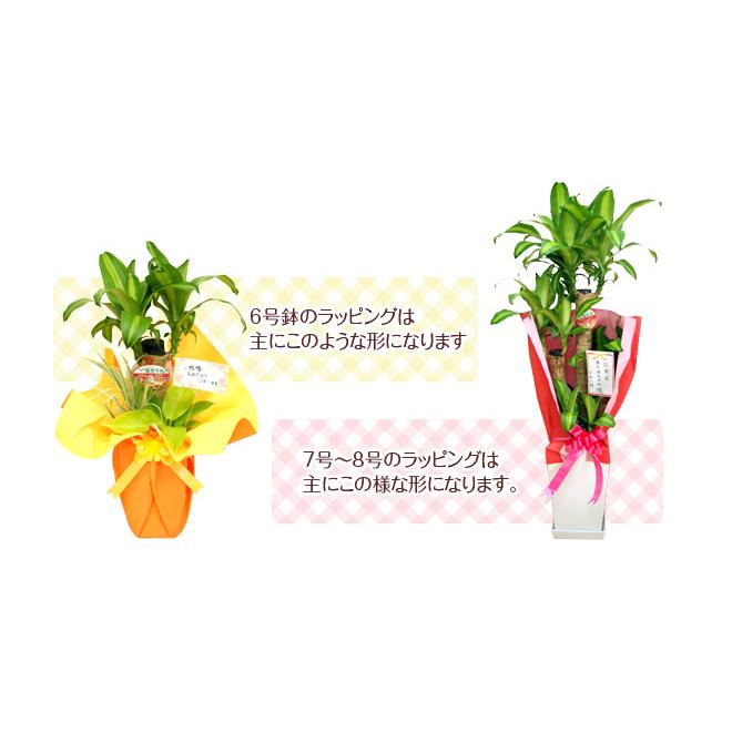 観葉植物 ユッカ(青年の木)6号プラスチック鉢 インテリア 人気 誕生日