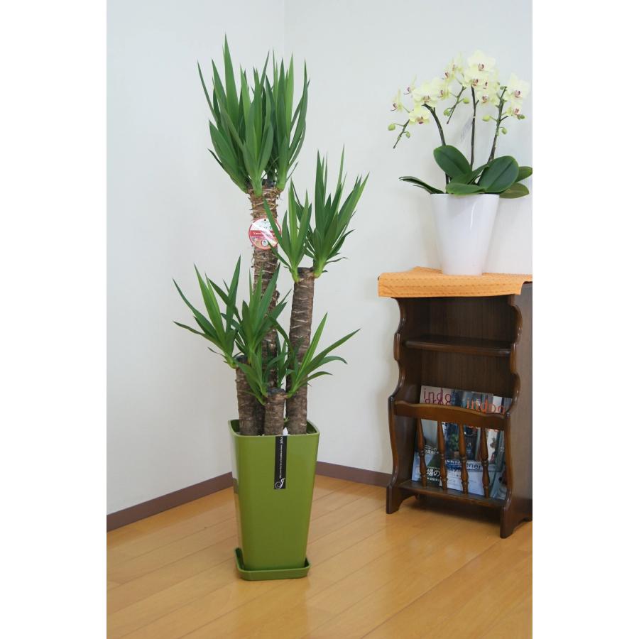 観葉植物 ユッカ(青年の木)8号カラーポット インテリア 新築祝い 開店