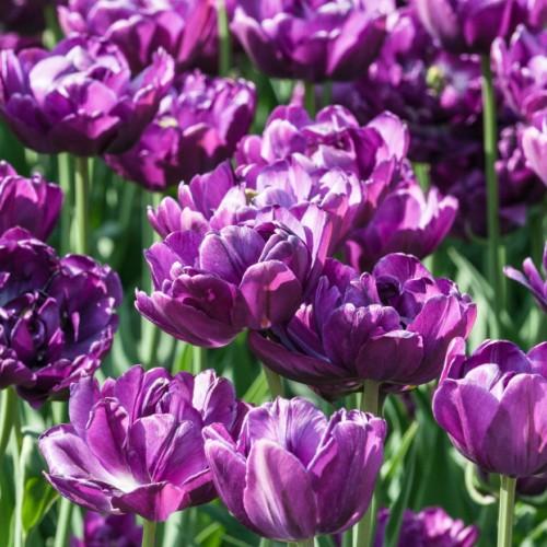 チューリップ ブルーダイアモンド 八重咲き 5球パック 秋植え 冬植え