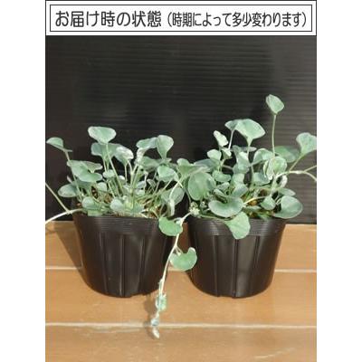ディコンドラ ダイコンドラ シルバーフォール 苗 グランドカバー