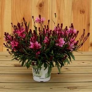 ガウラ リリポップピンク 花 苗 春 夏 9cmポット1株 ハクチョウソウ 山桃 宿根草 寄せ植え イングリッシュガーデン 8516 イングの森 母の日 プレゼント ギフト 花 通販 Yahoo ショッピング